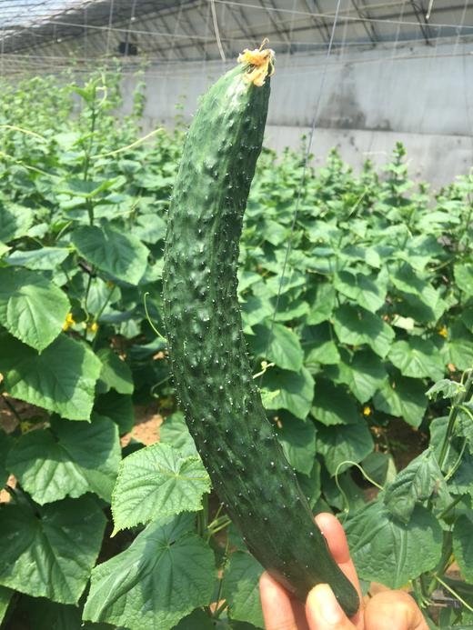 【鸿翠园招牌菜】鸿翠园 有机水黄瓜 商品图3