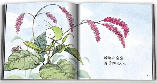 【科普认知】乐悠悠启蒙图画书系列——《螳螂小谣曲》（0-4岁） 商品图2