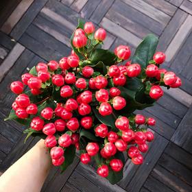 配花-国产火龙珠-红色-10支/扎
