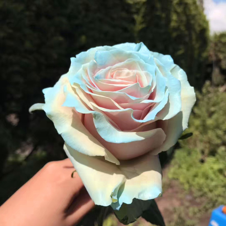 新鲜进口厄瓜多尔玫瑰伊莎贝拉初夏910枝全国京东顺丰包邮