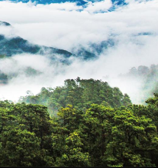 2020【凤冠山古树有机茶】超欧盟标准的有机认证！ 商品图11