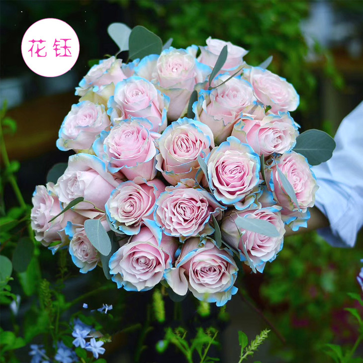 新鲜进口厄瓜多尔玫瑰伊莎贝拉初夏910枝全国京东顺丰包邮