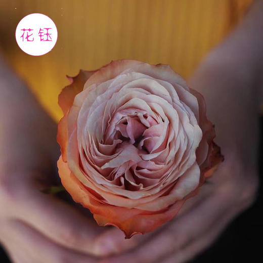 【新鲜】进口厄瓜多尔花园玫瑰-卡哈拉/枫糖(9-10枝),长度50cm,全国