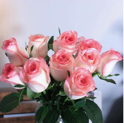 国产玫瑰ZS-爱莎-B级-20枝/扎 商品图0