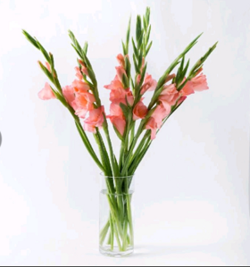 配花.剑兰粉色-10枝/扎