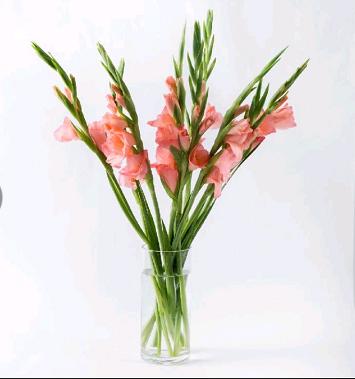 配花.剑兰粉色-10枝/扎 商品图0