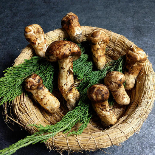 【至今无法种植的菌类】现摘鲜松茸 菇体肥大 肉质细嫩 久香味浓 营养