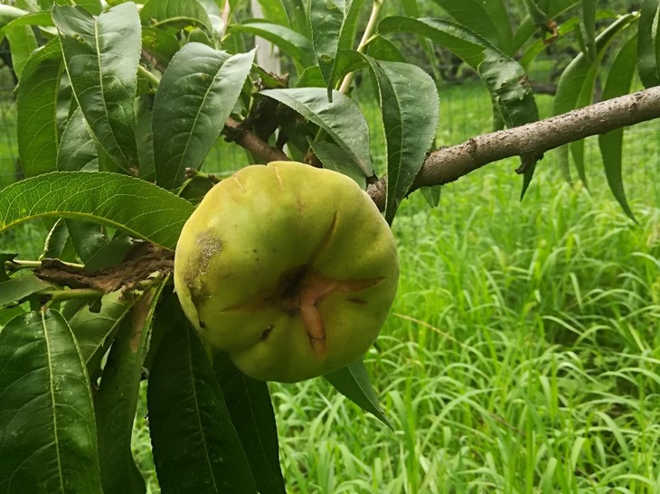 天福园蟠桃貌丑裂果介意慎拍,预计7月31日发货,限北京!