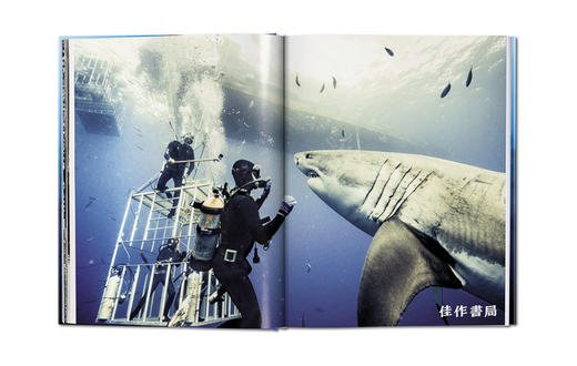 Michael Muller: Sharks/迈克尔·穆勒：鲨鱼/Taschen出版 大开本英文原版摄影集 商品图2