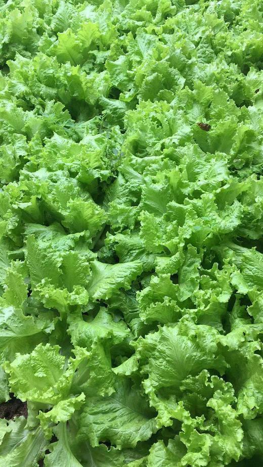鸿翠园 有机绿叶生菜 商品图6