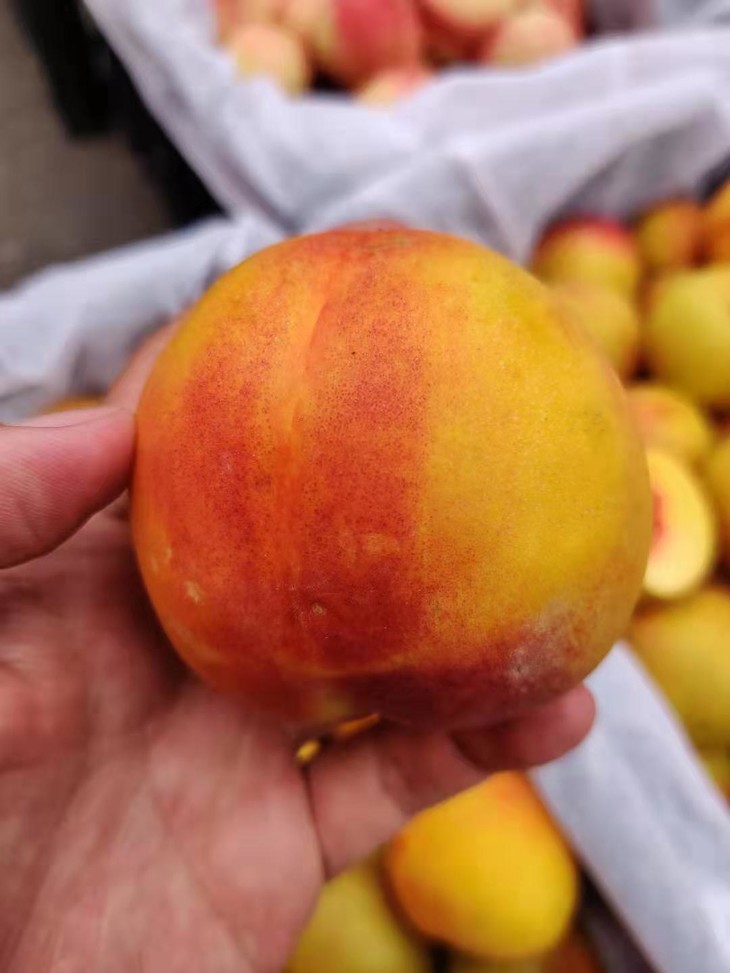 超甜黄肉红心油桃6斤