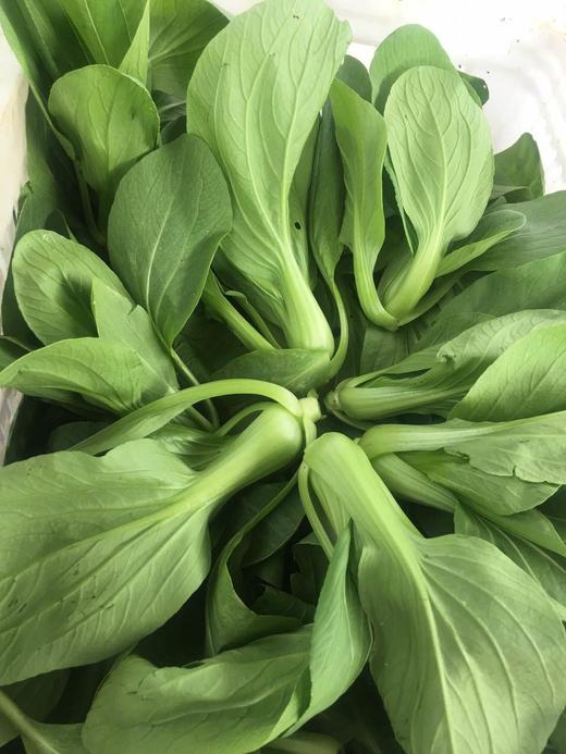 鸿翠园 有机油菜 商品图5