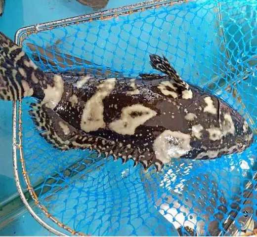 【珍珠龙胆石斑鱼】深海活鱼急冻（每条1.6-2斤） 帮杀好 妈鲜乐海鲜基地直供！ 商品图0