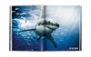 Michael Muller: Sharks/迈克尔·穆勒：鲨鱼/Taschen出版 大开本英文原版摄影集 商品缩略图3