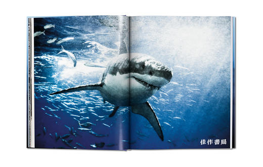 Michael Muller: Sharks/迈克尔·穆勒：鲨鱼/Taschen出版 大开本英文原版摄影集 商品图3