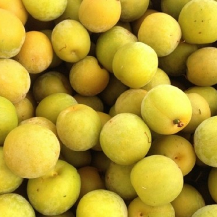 新鲜黄西梅,有如杏李般细腻清甜,口感润滑,水分充足,甜度较高!(6.