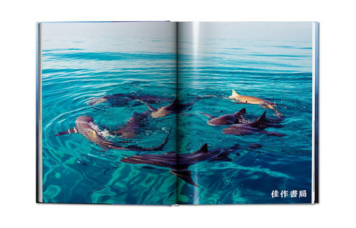 Michael Muller: Sharks/迈克尔·穆勒：鲨鱼/Taschen出版 大开本英文原版摄影集 商品图4