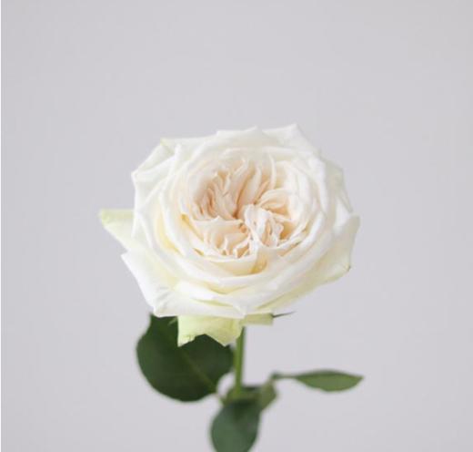 国产玫瑰-白荔枝-B级-20枝/扎 商品图2