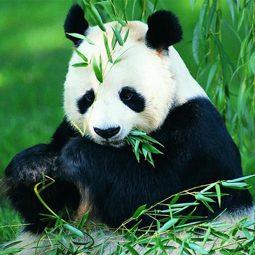 【成都】看超萌的大熊猫，三星堆、都江堰，全程旅拍！ 商品图2
