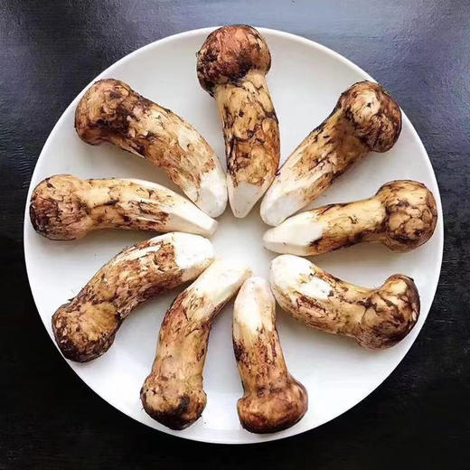 出口级鲜松茸团队实地溯源海拔3000米以上香味馥郁新鲜采摘全程严选