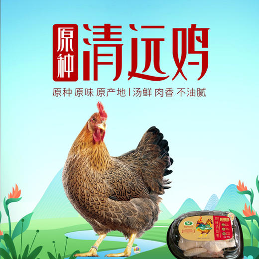 苏食广东清远鸡 按只销售【0510】 商品图0