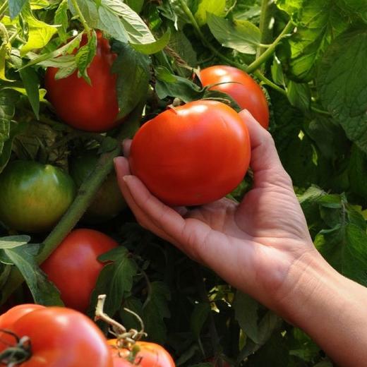 西红柿 有机方式种植【斑马自产】