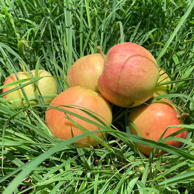 【助农扶贫 】山西高原嘎啦苹果，助力贫困老农脱贫，超实惠5斤装/8斤装，爱心助力