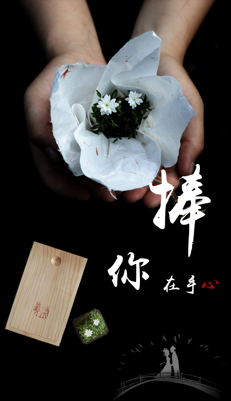 植觉捧你在手心姬月季礼盒装苔盆栽