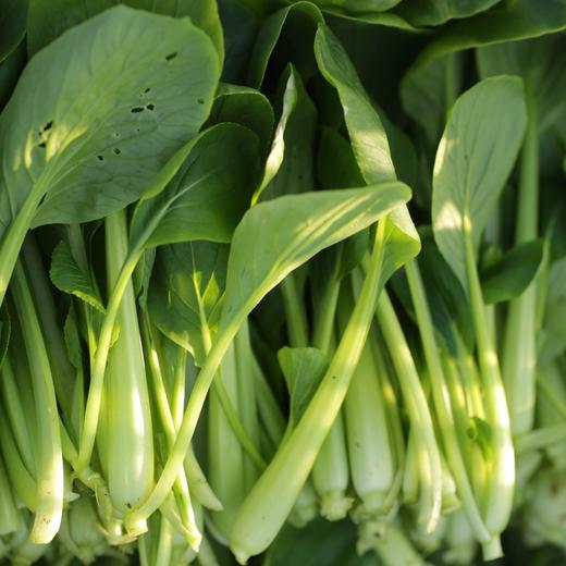 生态小松菜 | 绿家自产* Eco-komatsu dish | Self-production 商品图5