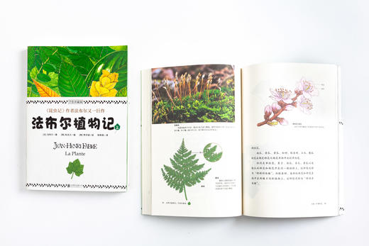 植物圣经《法布尔植物记》：手绘珍藏版（全2册）因《昆虫记》闻名于世的法布尔又一巨作！所有植物爱好者不可错过的“植物圣经” 商品图4