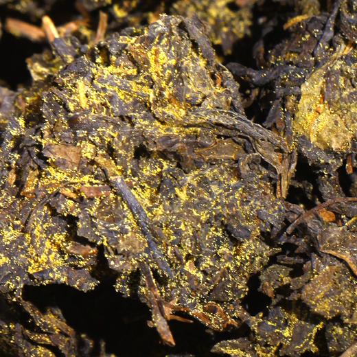 【千岛农品】千岛湖茯茶400g 商品图2