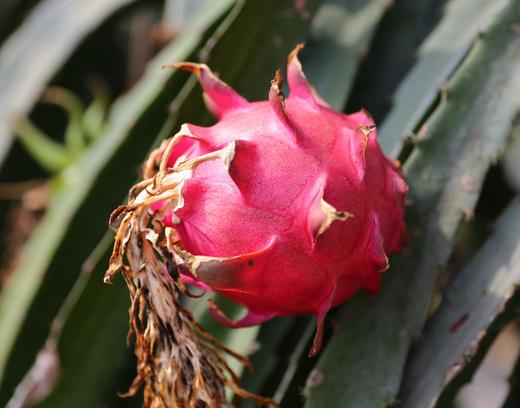 无想山下台湾玫瑰香绿色认证红心火龙果，红如火，甜似蜜 商品图1