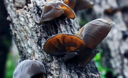 【广元青川椴木小碗耳】 农家自种，细薄软糯，有嚼劲！ 商品图3