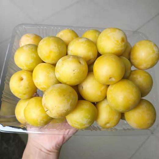 新鲜黄西梅有如杏李般细腻清甜口感润滑水分充足甜度较高69元斤