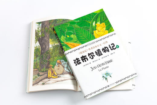 植物圣经《法布尔植物记》：手绘珍藏版（全2册）因《昆虫记》闻名于世的法布尔又一巨作！所有植物爱好者不可错过的“植物圣经” 商品图5