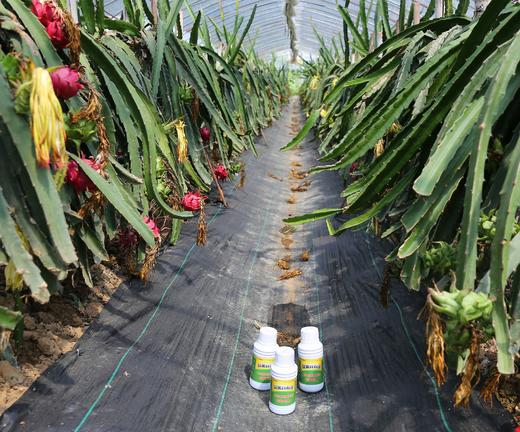 无想山下台湾玫瑰香绿色认证红心火龙果，红如火，甜似蜜 商品图4