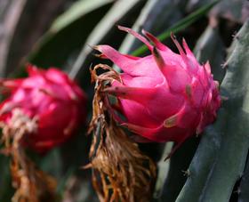无想山下台湾玫瑰香绿色认证红心火龙果，红如火，甜似蜜