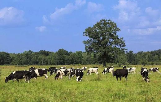 加拿大格兰特牛奶 蛋白质含量高 不给奶牛使用激素 无防腐 无添加 被誉为全球醉好的牛奶 原装原盒进口 真的需要抢|百里食 商品图14