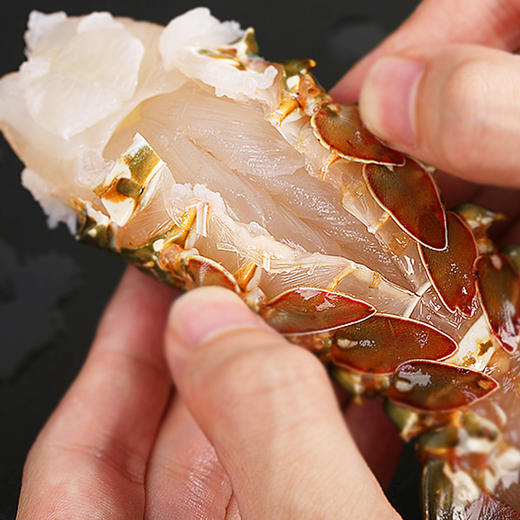 印尼青龙200300g只鲜活出仓2只装