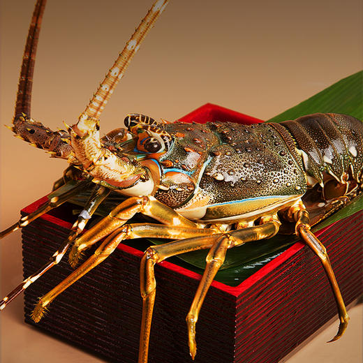 印尼青龙200300g只鲜活出仓2只装