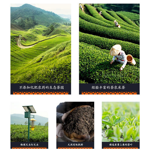 正宗英德红茶 广东特产 工夫红茶叶 225克礼盒精装（5克×45袋） 商品图2