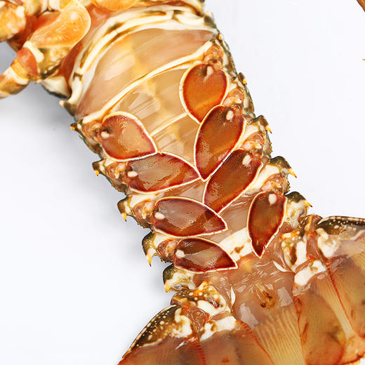 印尼青龙200300g只鲜活出仓2只装