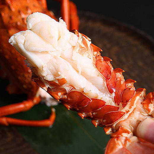 印尼青龙200300g只鲜活出仓2只装