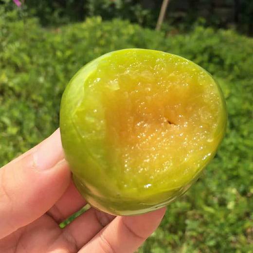 助农增收福建古田油奈李果味浓香酸甜适口新鲜采摘产地直发5斤