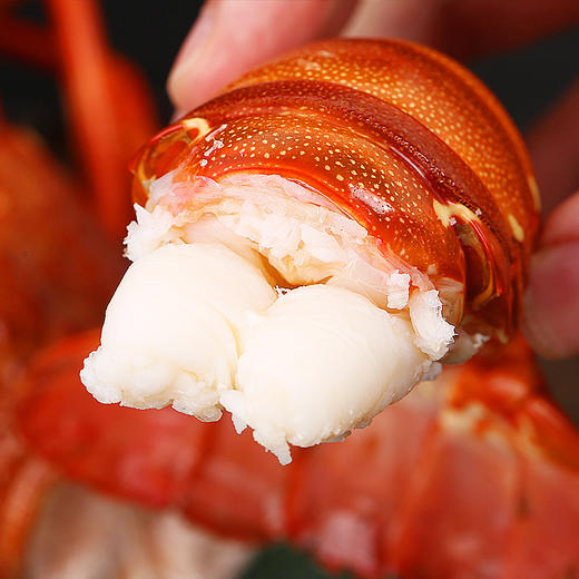 印尼青龙200300g只鲜活出仓2只装