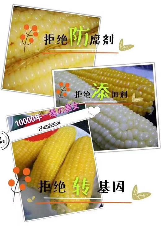 榛纯有机玉米 中通 (偏远地区不发) 玉米做的时候带着袋子蒸煮，袋子是食品级的。 这样玉米不会被氧化，原汁原味。 商品图2