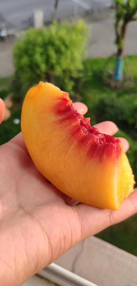 【黄桃】弥漫着浓郁的桃香~ 轻咬一口，汁水丰盈，鲜香脆爽！ 商品图2