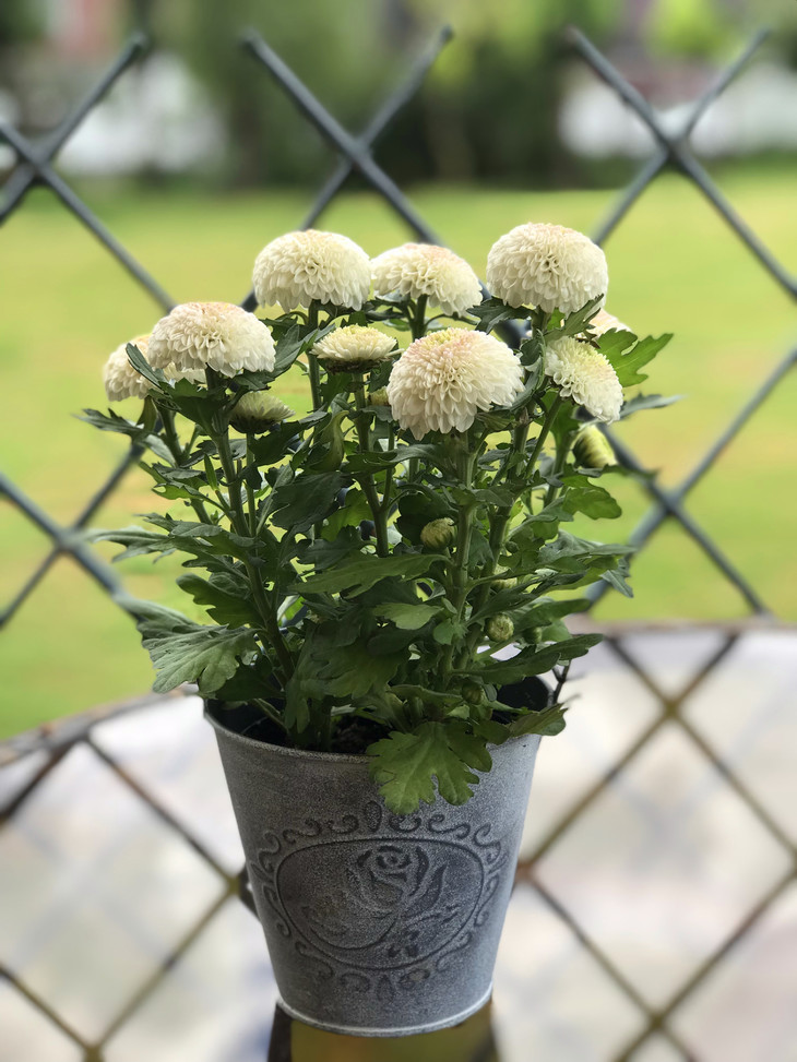 ins风乒乓菊小盆栽