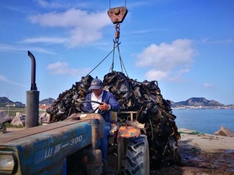 合作产品/ 生态深水海带  包邮 （每周一，三，周五发货） 商品图7