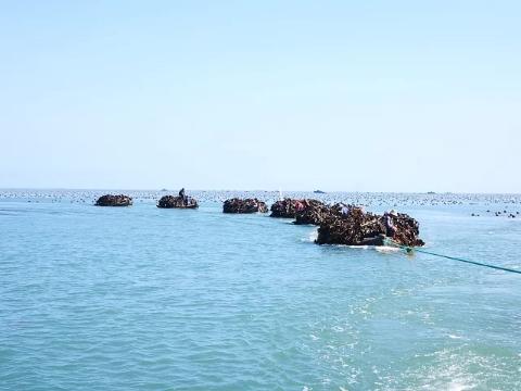 合作产品/ 生态深水海带  包邮 （每周一，三，周五发货） 商品图10